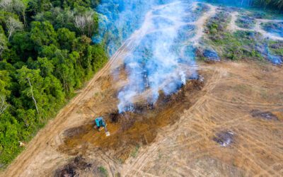 Forestry, Fitness and Sustainability